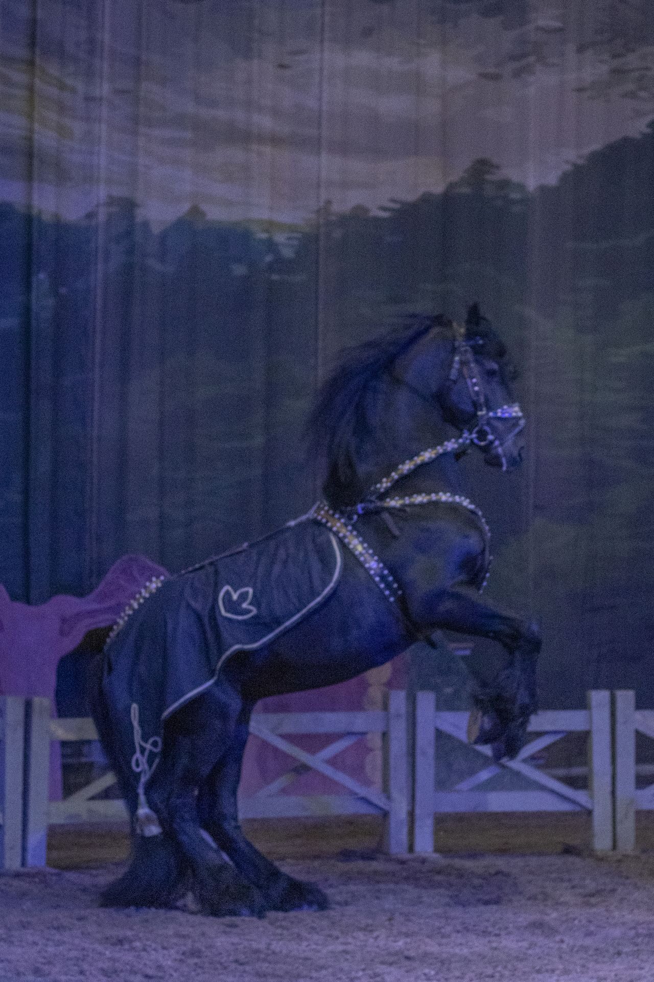 30 июня конно-цирковое шоу в Наносы Отдых