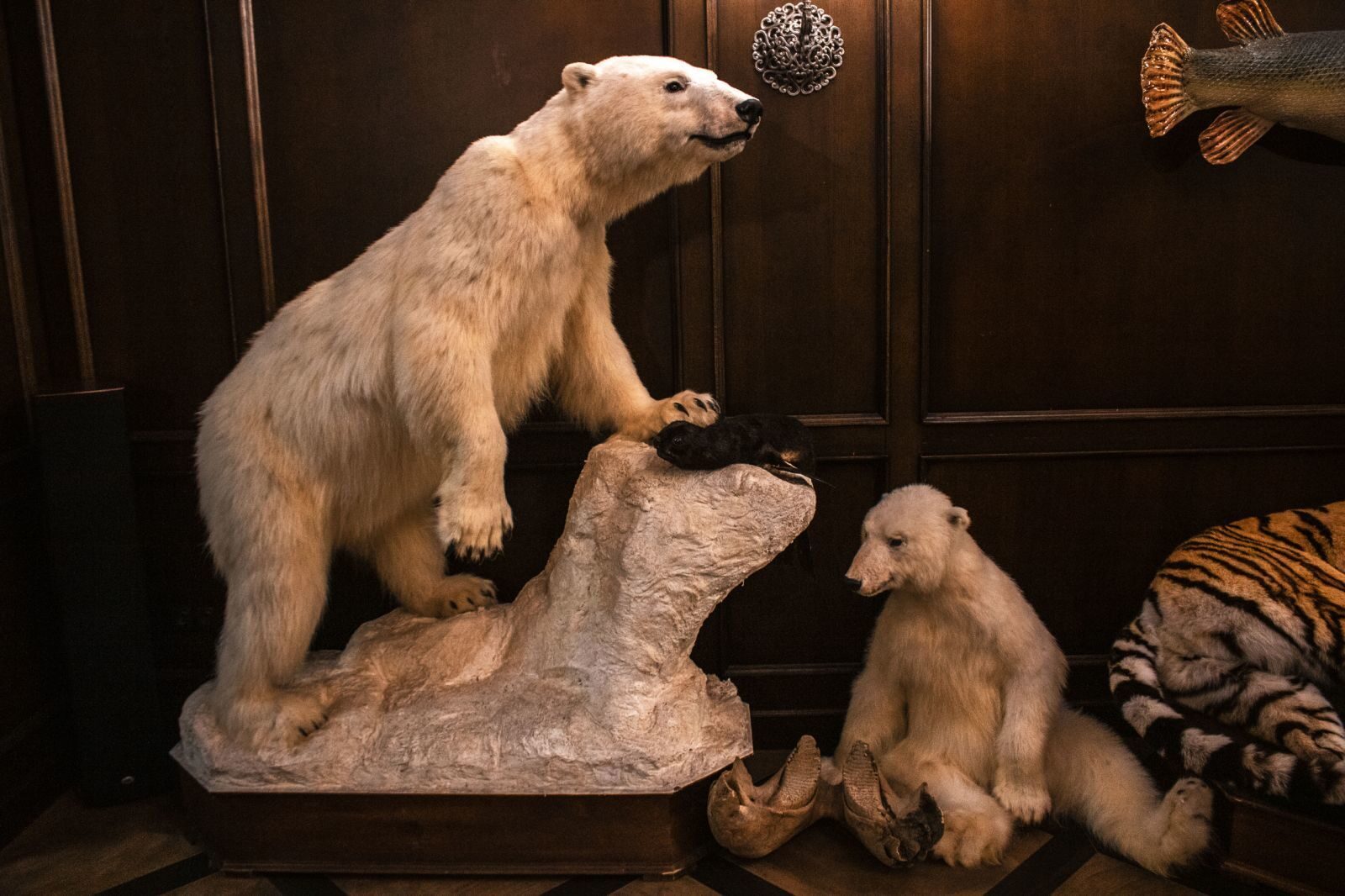 Белые медведи в музее